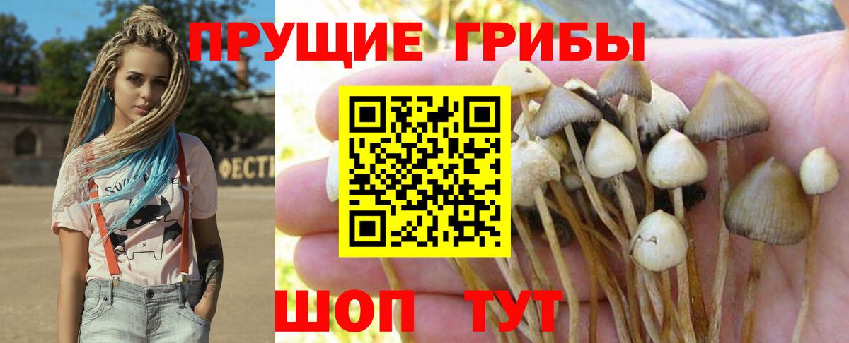 Псилоцибиновые грибы MAGIC MUSHROOMS  магазин продажи наркотиков  Красноармейск  Галлюциногенные грибы GOLDEN TEACHER  Вход с VPN 